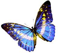 Butterfly Animation